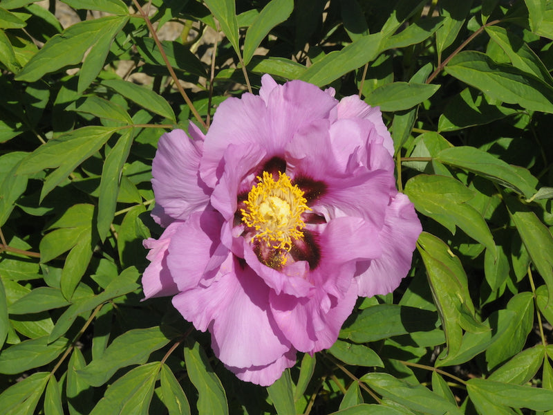 Seed Grown Tree Peony #2024-146