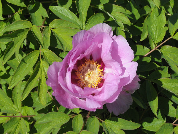 Seed Grown Tree Peony #2024-150