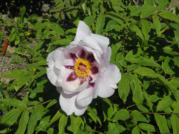 Seed Grown Tree Peony #2024-151