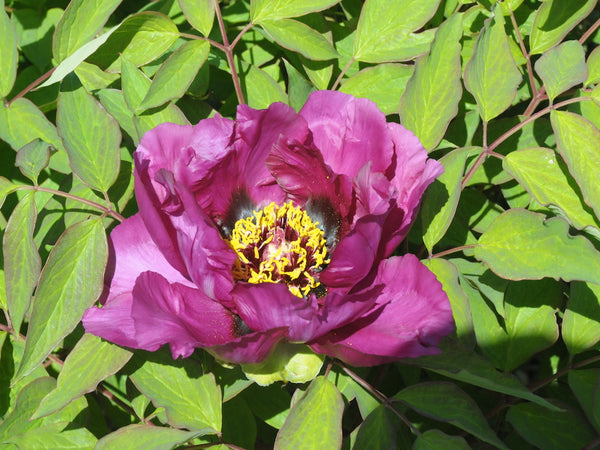 Seed Grown Tree Peony #2024-153