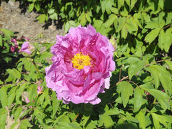 Seed Grown Tree Peony #2024-156