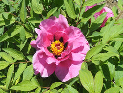 Seed Grown Tree Peony #2024-159