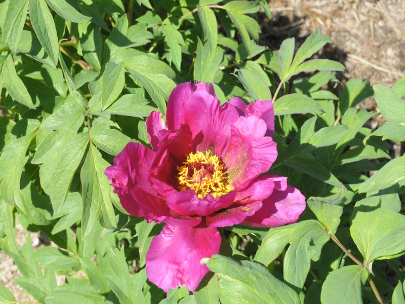 Seed Grown Tree Peony #2024-164