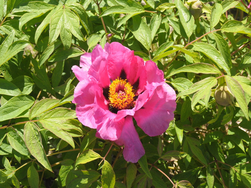 Seed Grown Tree Peony #2024-168