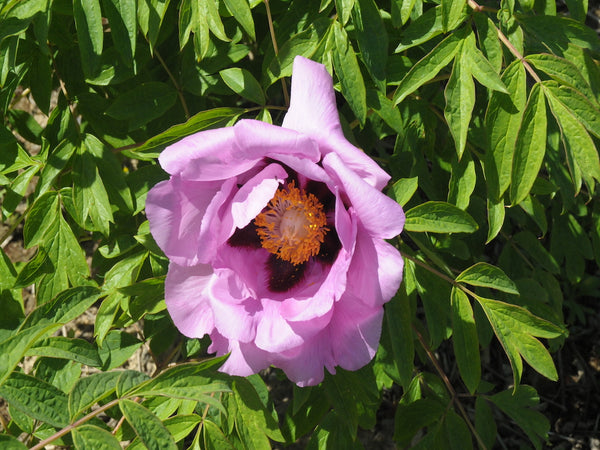 Seed Grown Tree Peony #2024-169