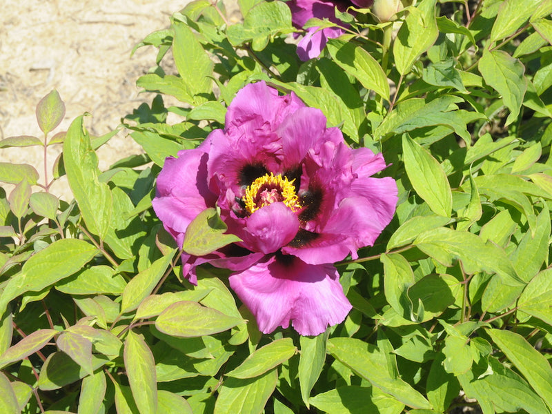 Seed Grown Tree Peony #2024-172