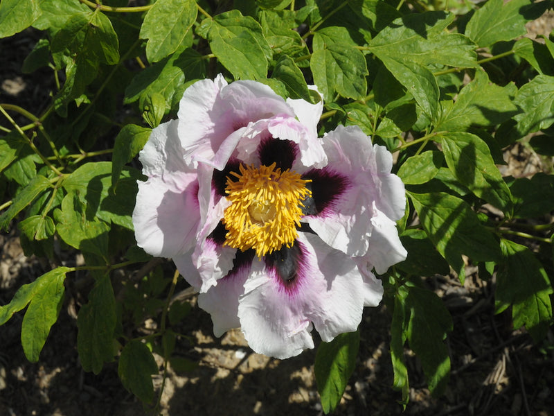 Seed Grown Tree Peony #2024-178