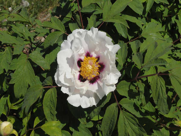 Seed Grown Tree Peony #2024-179