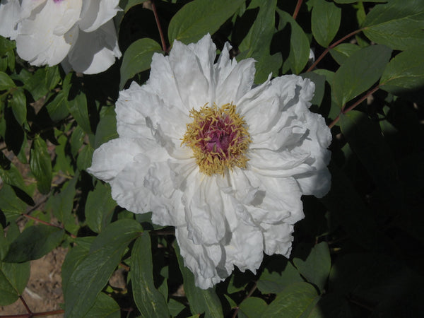 Seed Grown Tree Peony #2024-184