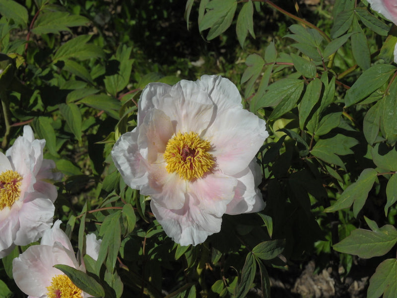 Seed Grown Tree Peony #2024-188