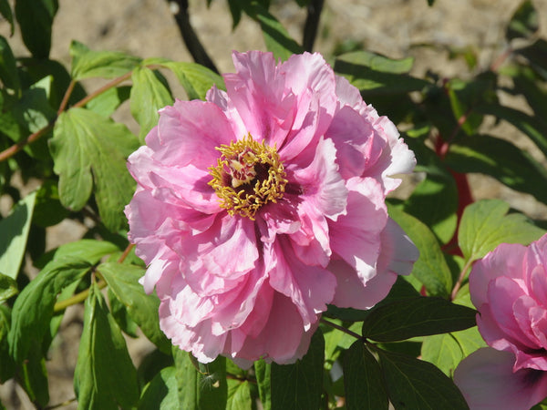 Seed Grown Tree Peony #2024-191