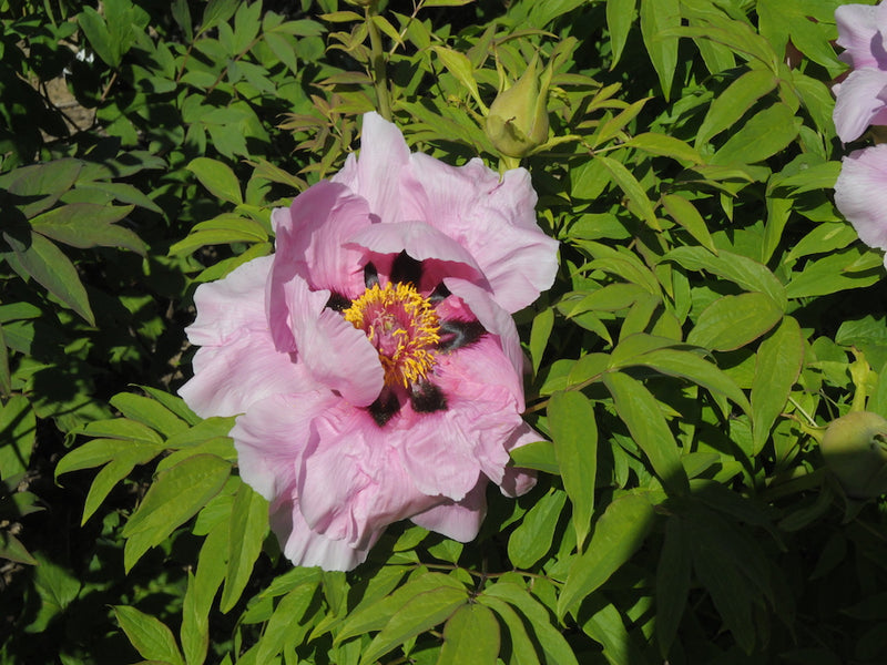 Seed Grown Tree Peony #2024-203