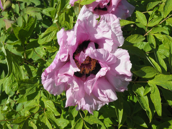 Seed Grown Tree Peony #2024-205