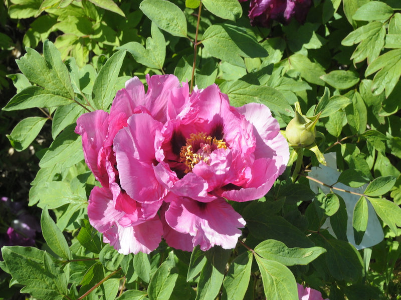 Seed Grown Tree Peony #2024-208