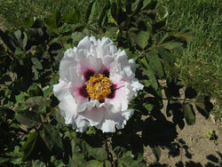 Seed Grown Tree Peony #2024-210