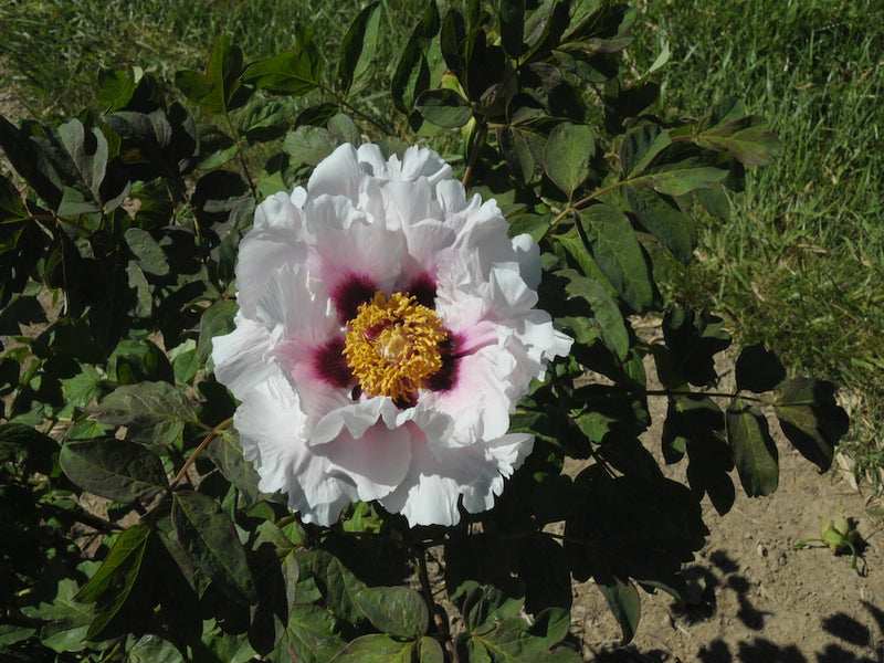 Seed Grown Tree Peony #2024-210