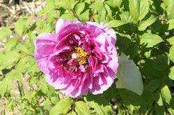 Seed Grown Tree Peony #2024-211