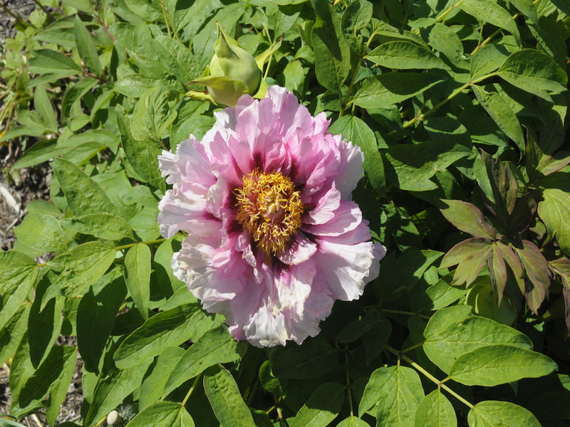 Seed Grown Tree Peony #2024-215