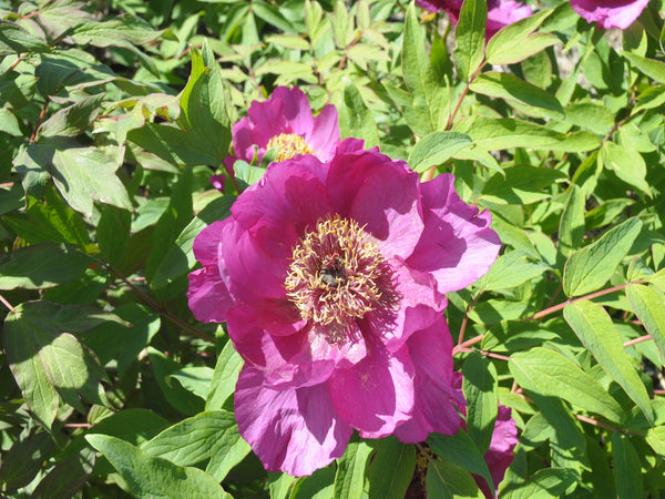 Seed Grown Tree Peony #2024-216