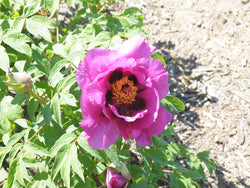 Seed Grown Tree Peony #2024-220