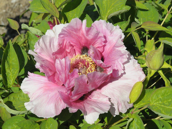 Seed Grown Tree Peony #2024-225