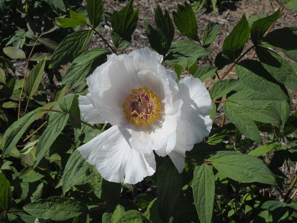 Seed Grown Tree Peony #2024-226