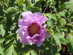 Seed Grown Tree Peony #2024-227