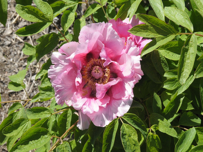 Seed Grown Tree Peony #2024-229