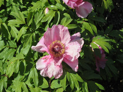 Seed Grown Tree Peony #2024-239