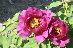 Seed Grown Tree Peony #2024-257