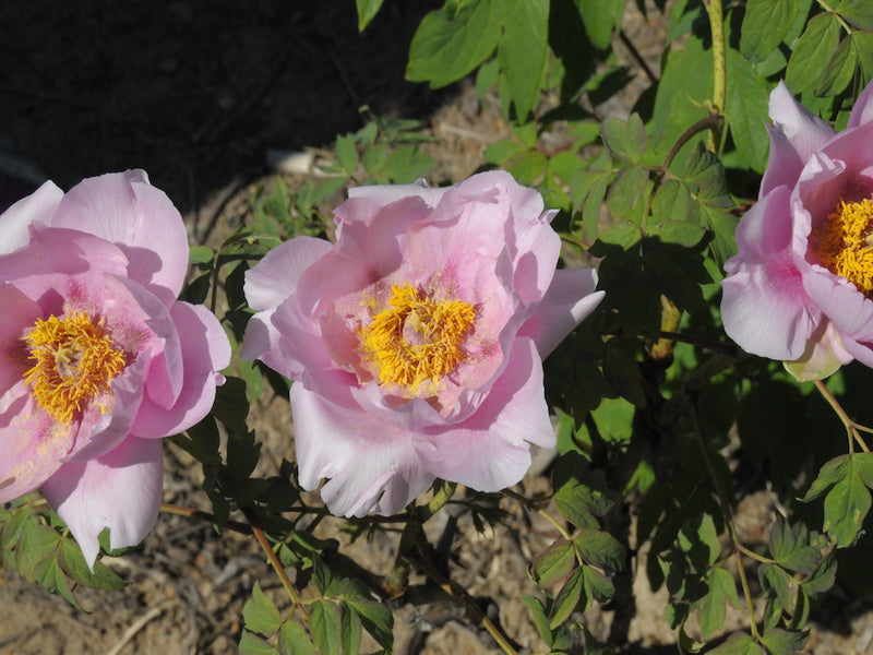 Seed Grown Tree Peony #2024-268