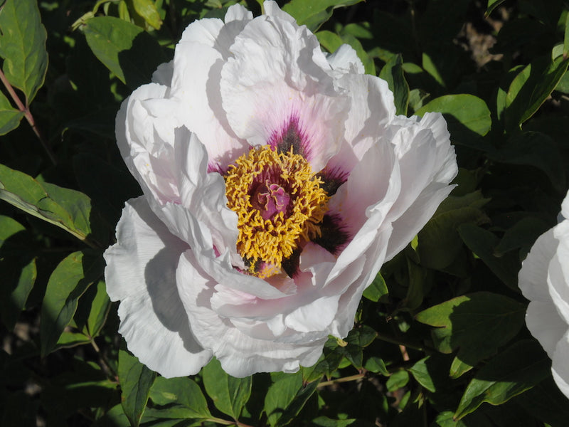 Seed Grown Tree Peony #2024-270