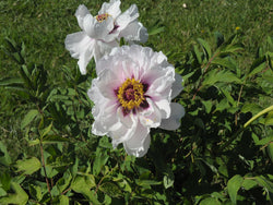 Seed Grown Tree Peony #2024-283