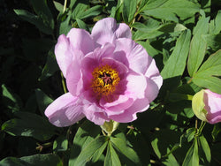 Seed Grown Tree Peony #2024-284