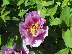 Seed Grown Tree Peony #2024-287