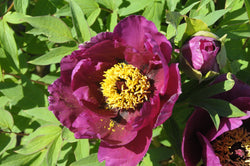 Seed Grown Tree Peony #2024-292