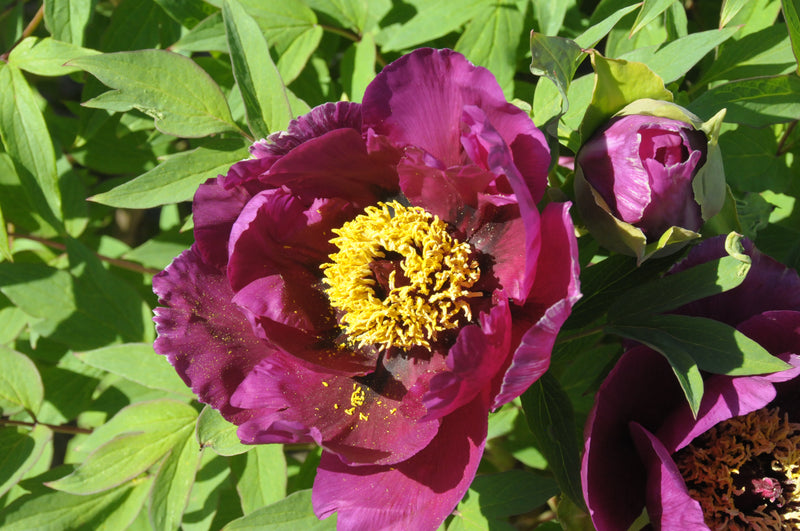 Seed Grown Tree Peony #2024-292