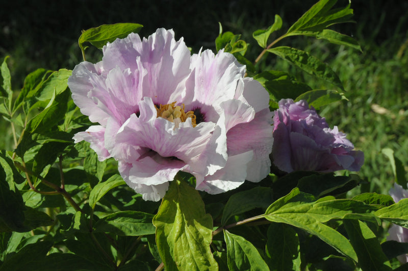 Seed Grown Tree Peony #2024-295