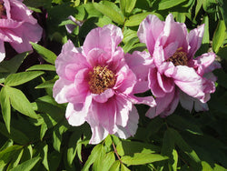 Seed Grown Tree Peony #2024-302