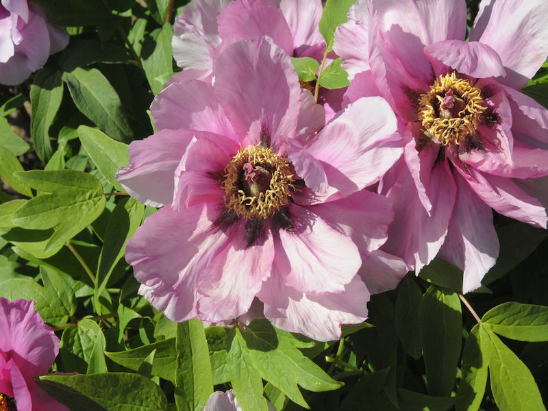 Seed Grown Tree Peony #2024-304