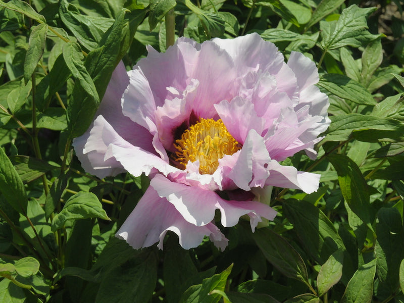 Seed Grown Tree Peony #2024-344