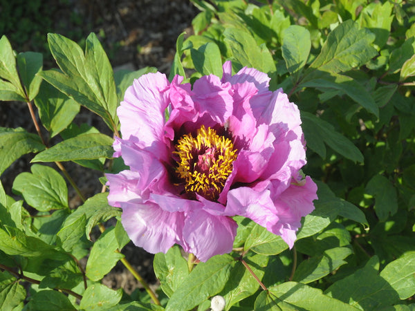 Seed Grown Tree Peony #2024-357