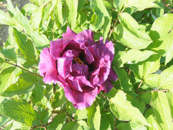 Seed Grown Tree Peony #2024-364