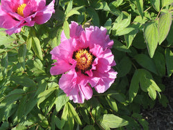 Seed Grown Tree Peony #2024-365