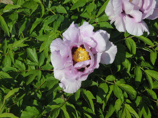 Seed Grown Tree Peony #2024-369