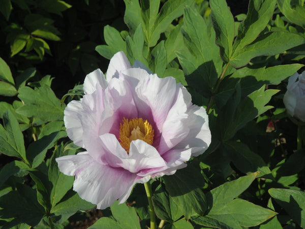 Seed Grown Tree Peony #2024-370