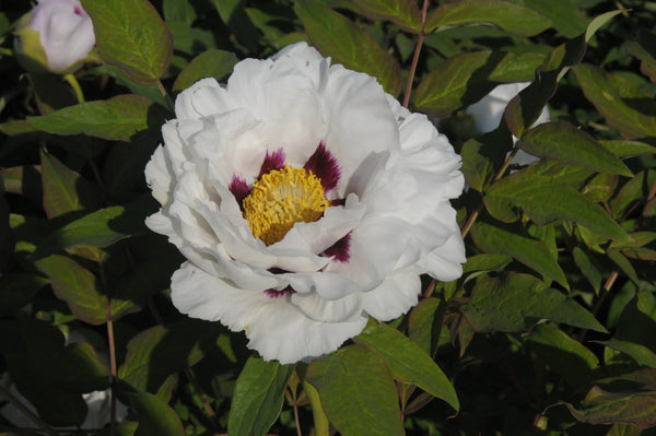 Seed Grown Tree Peony #2024-373