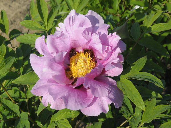 Seed Grown Tree Peony #2024-383