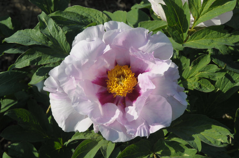 Seed Grown Tree Peony #2024-384