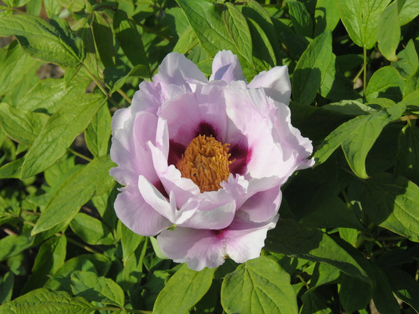 Seed Grown Tree Peony #2024-385